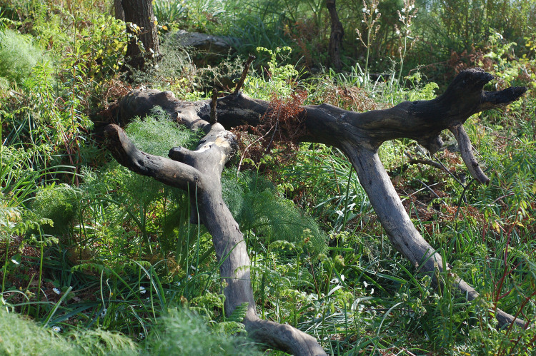 5 Le colline di Taormina:Aphyllophorales e molto altro